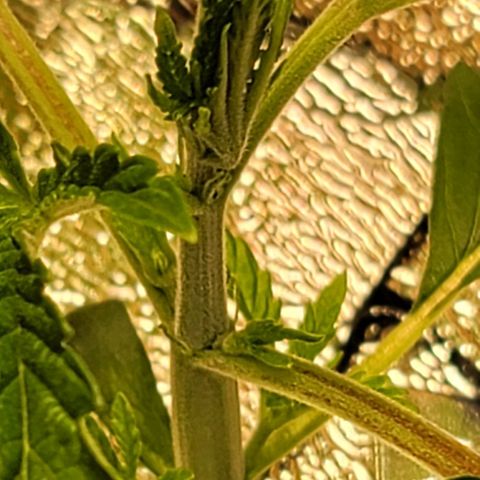 Dreamcrusher growlog timeline photo
