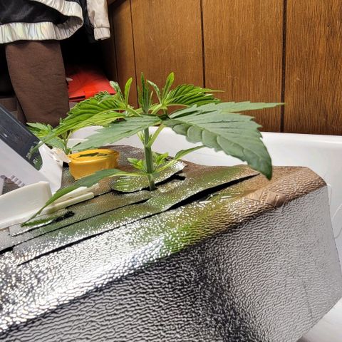 Dreamcrusher growlog timeline photo