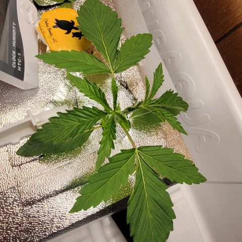 Dreamcrusher growlog timeline photo