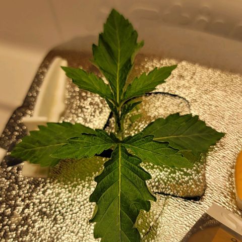 #3 growlog timeline photo