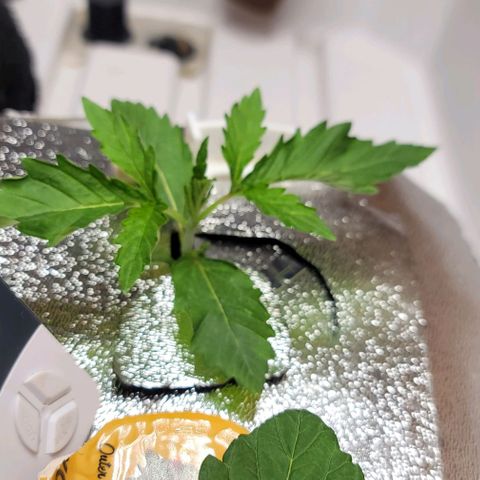 #3 growlog timeline photo