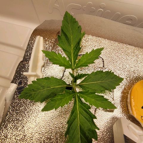 #3 growlog timeline photo