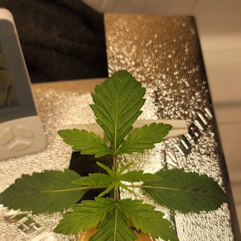 Dreamcrusher growlog timeline photo