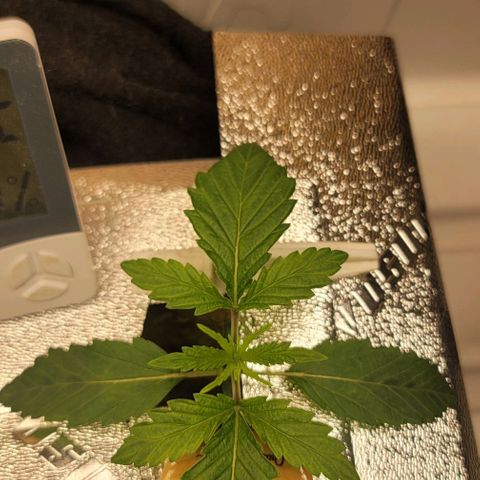 Dreamcrusher growlog timeline photo