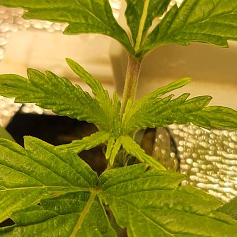 Dreamcrusher growlog timeline photo