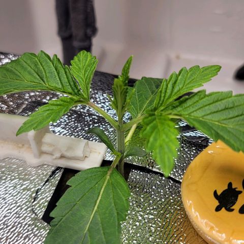 Dreamcrusher growlog timeline photo