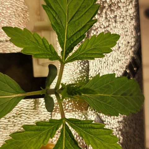 Dreamcrusher growlog timeline photo