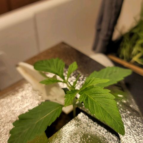 Dreamcrusher growlog timeline photo
