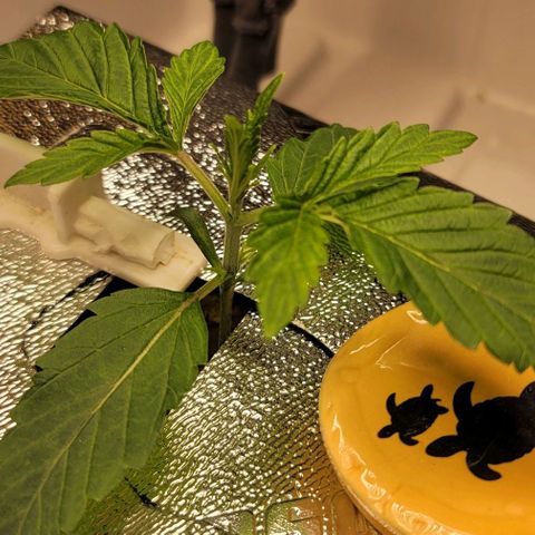 Dreamcrusher growlog timeline photo
