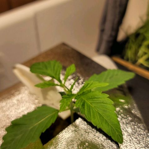 Dreamcrusher growlog timeline photo