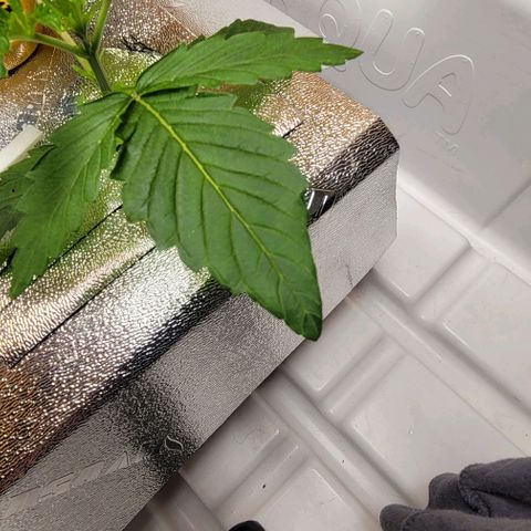 Dreamcrusher growlog timeline photo