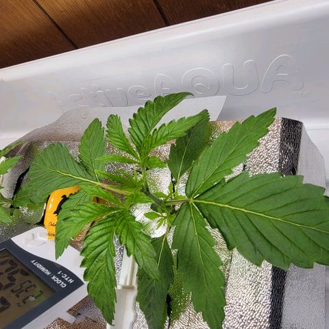 Dreamcrusher growlog timeline photo