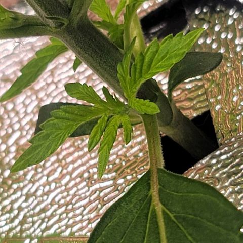 Dreamcrusher growlog timeline photo