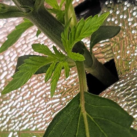Dreamcrusher growlog timeline photo
