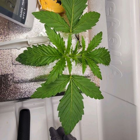 Dreamcrusher growlog timeline photo