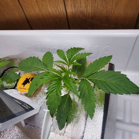 Dreamcrusher growlog timeline photo