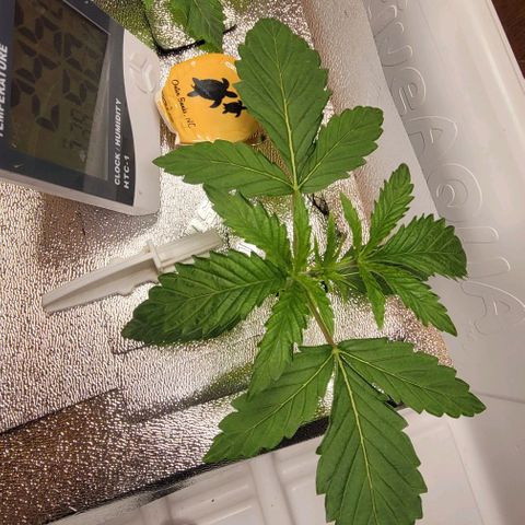 Dreamcrusher growlog timeline photo