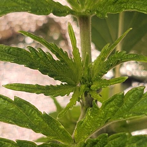 Dreamcrusher growlog timeline photo