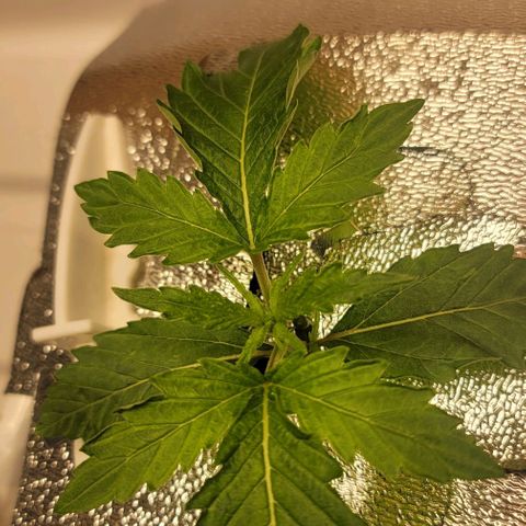 Dreamcrusher growlog timeline photo