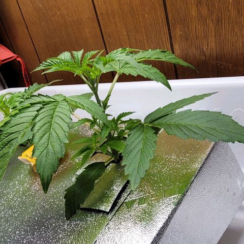 Dreamcrusher growlog timeline photo