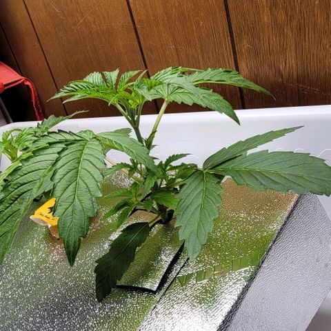 Dreamcrusher growlog timeline photo