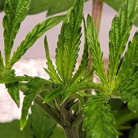 Dreamcrusher growlog timeline photo