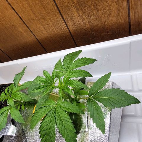 Dreamcrusher growlog timeline photo