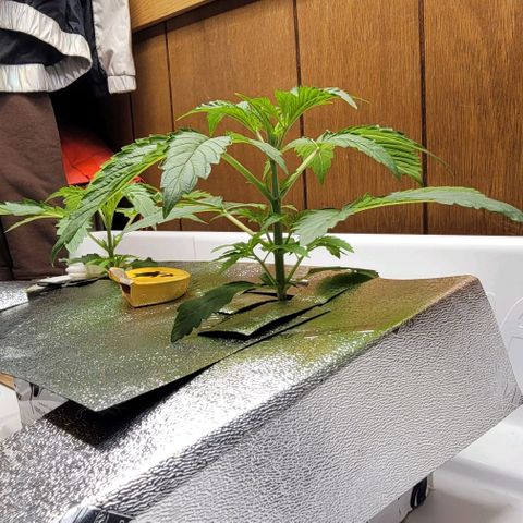 Dreamcrusher growlog timeline photo