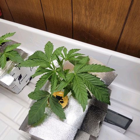 Dreamcrusher growlog photo: After work