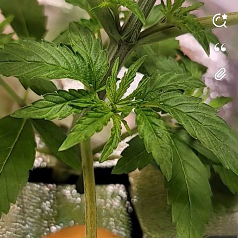 Dreamcrusher growlog timeline photo