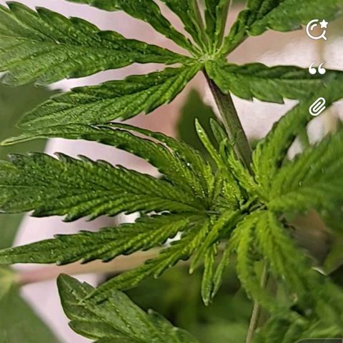 Dreamcrusher growlog timeline photo