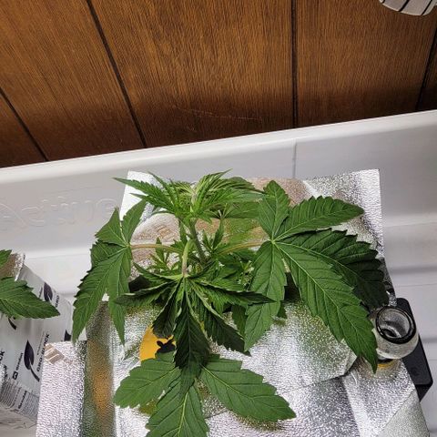 Dreamcrusher growlog timeline photo