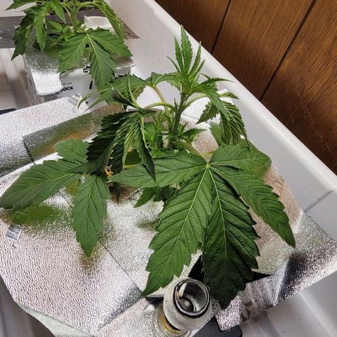 Dreamcrusher growlog timeline photo