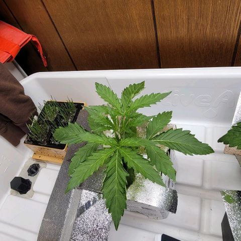 Dreamcrusher growlog timeline photo