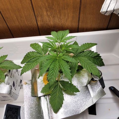 Dreamcrusher growlog timeline photo