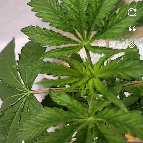 Dreamcrusher growlog timeline photo