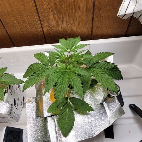 Dreamcrusher growlog timeline photo