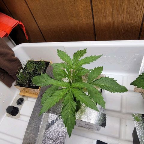#3 growlog timeline photo