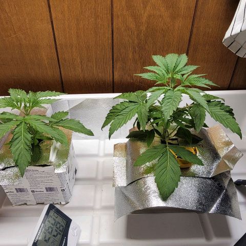 Dreamcrusher growlog timeline photo