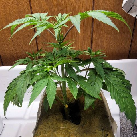 Dreamcrusher growlog timeline photo