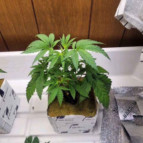 Dreamcrusher growlog timeline photo