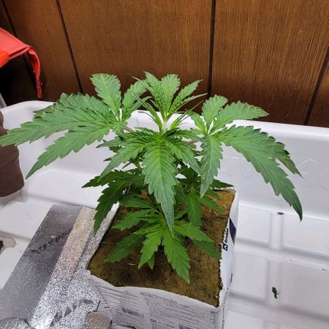 #3 growlog timeline photo