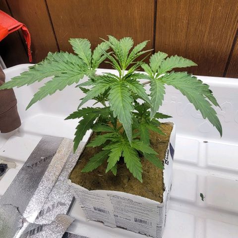 #3 growlog timeline photo