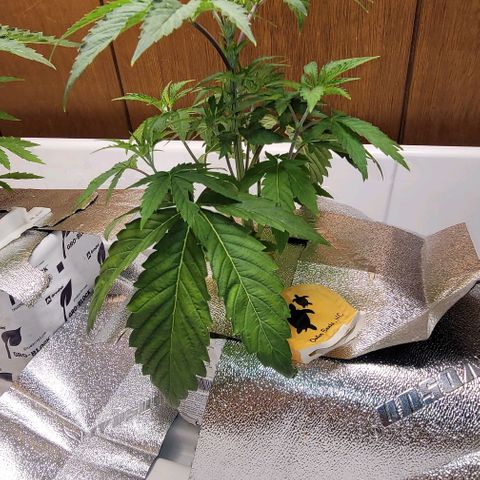 Dreamcrusher growlog timeline photo