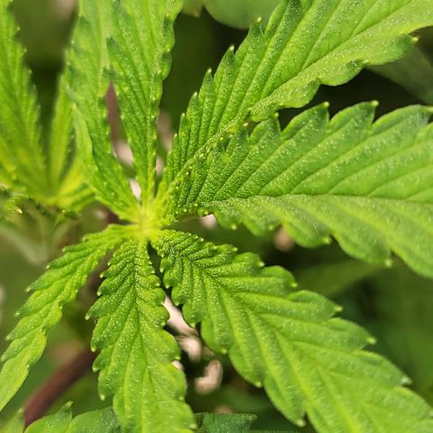 Dreamcrusher growlog timeline photo
