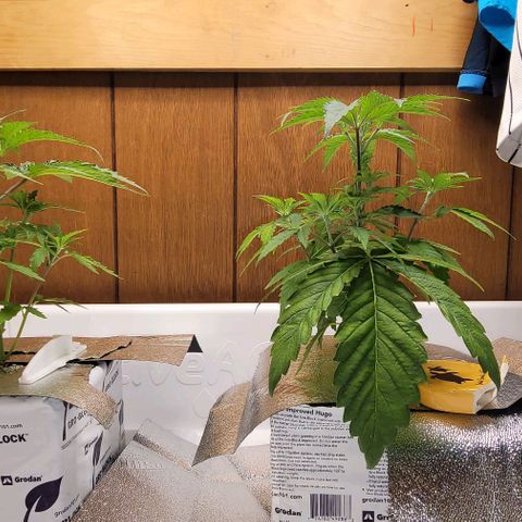 Dreamcrusher growlog timeline photo