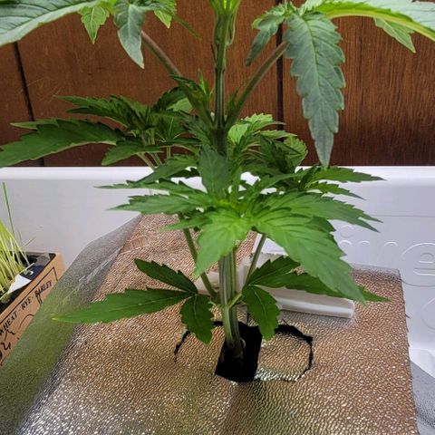 #3 growlog timeline photo