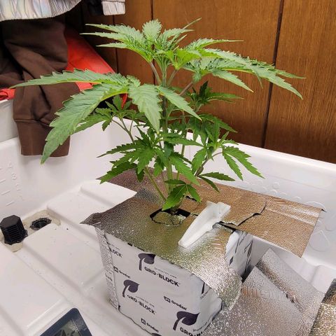 #3 growlog timeline photo