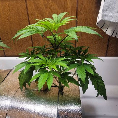 Dreamcrusher growlog timeline photo
