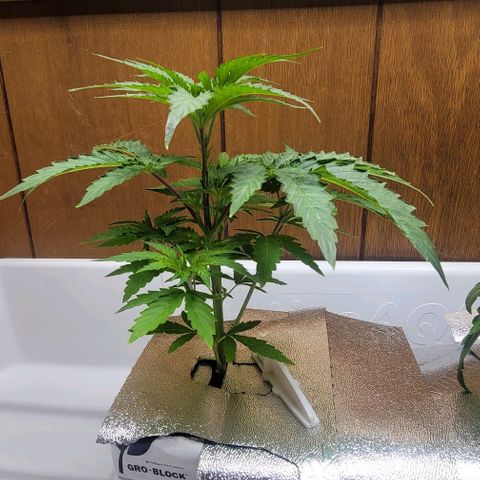 #3 growlog timeline photo